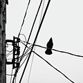 Crow Charging