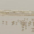 Sandpipers